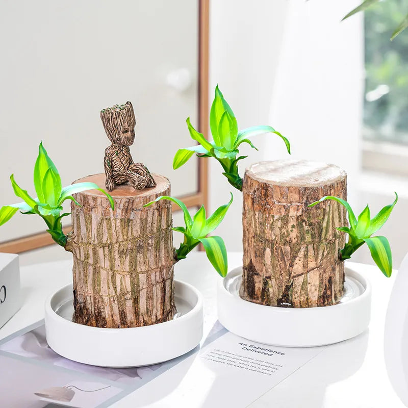 Lucky Brazil Wood Potted Plant (Toy/Tray Not Included)