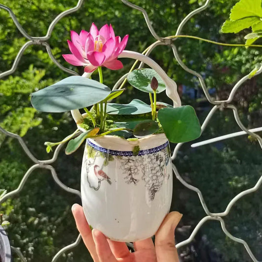 Premium Lotus Flower Seeds