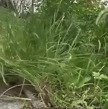 Multifunctional Portable Grass Sickle Cutter Head