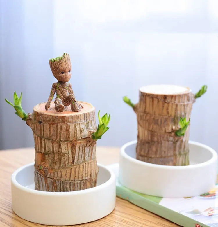 Lucky Brazil Wood Potted Plant (Toy/Tray Not Included)