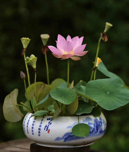 Premium Lotus Flower Seeds