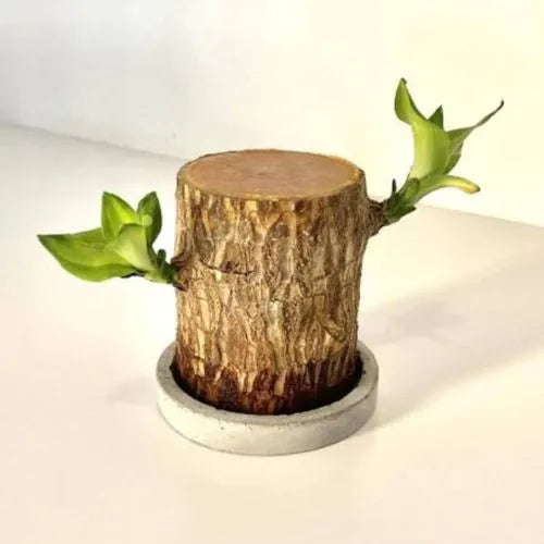 Lucky Brazil Wood Potted Plant (Toy/Tray Not Included)