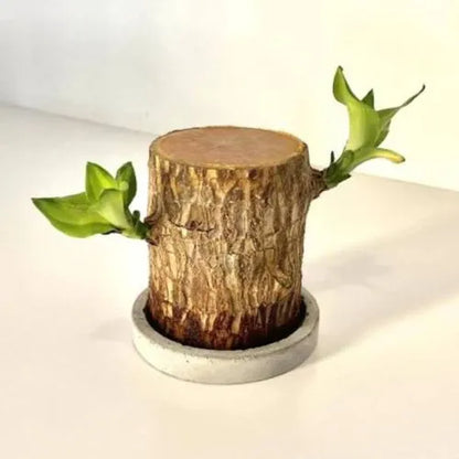 Lucky Brazil Wood Potted Plant (Toy/Tray Not Included)