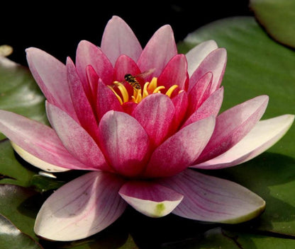 Premium Lotus Flower Seeds